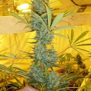 Critical Haze Regulérní