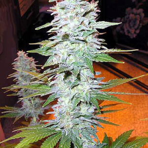 Black Widow Regulérní