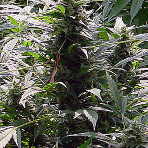 Dreamtime Regulérní