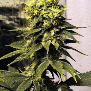 Early Queen Regulérní