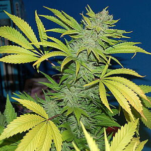 G13 Skunk Regulérní