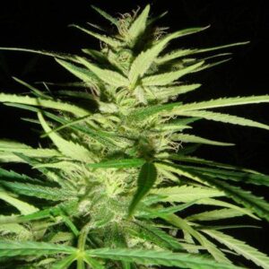 Master Kaze (Master Kush Skunk x Afghan Haze) Regulérní