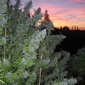 Walkabout Regulérní