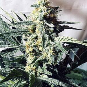 G13 Widow Regulérní