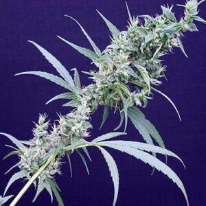 Neville's Haze x Mango Regulérní