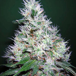 Bubble Gum Regulérní