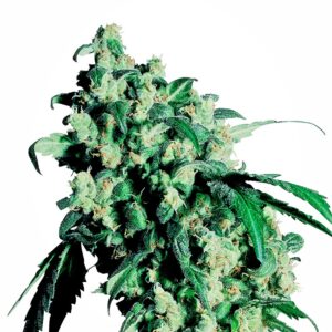 Super Skunk Regulérní