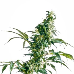 Mexican Sativa Regulérní