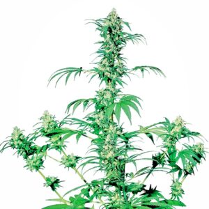 Early Girl Regulérní