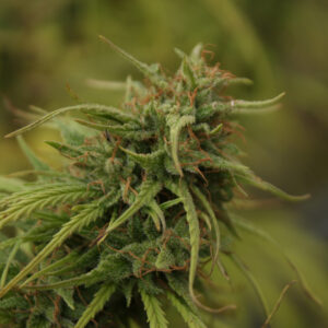 Neville's Skunk Regulérní