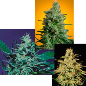 Sativa Champion Pack Feminizovaná
