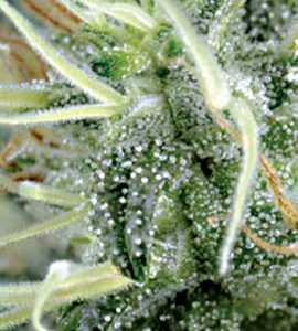 NL5 x Haze Regulérní