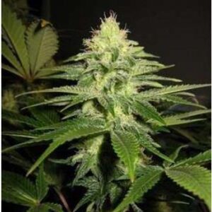 NL5 x Skunk Regulérní