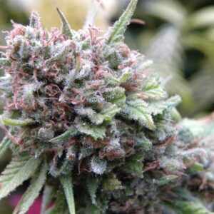 The Cure Regulérní