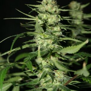 The Doors Regulérní