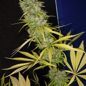 The Stones Regulérní