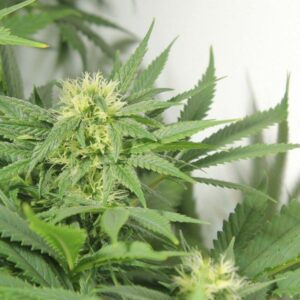 Nordle (Afghan Skunk) Regulérní