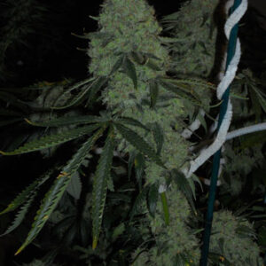 Deadhead OG Feminizovaná