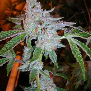 Tahoe OG Kush Feminizovaná