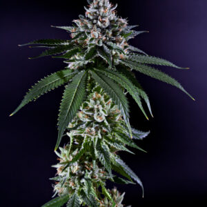 Ken's Kush Regulérní