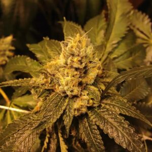 Grandpa Larry Regulérní