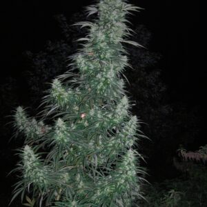 Panama Lime Super Auto Feminizovaná