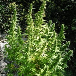 Critical Chaze Super Auto Feminizovaná