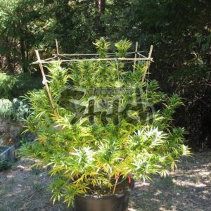 Octopussy Super Auto Feminizovaná