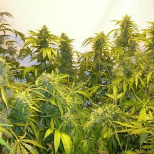 Black Samba Super Auto Feminizovaná