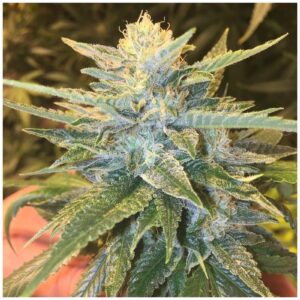 Bay Lotus Regulérní