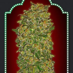 Female Collection #2 Feminizovaná