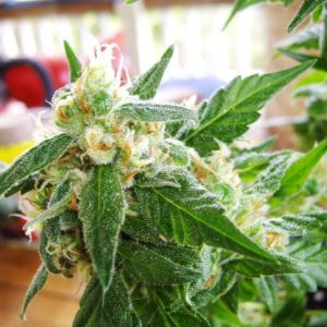 AK48 Auto Feminizovaná