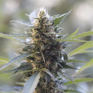 Northern Lights x Skunk Feminizovaná