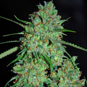 White Critical Feminizovaná