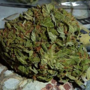 BC Pinewarp Feminizovaná