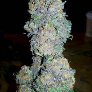 God's Gift Feminizovaná