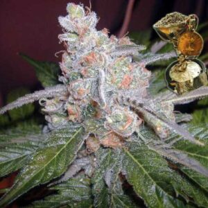 The Purps Regulérní