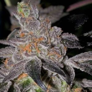 Animal Cookies Regulérní