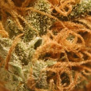 BC Cheese Regulérní