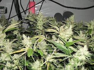 BC Rockstar Regulérní