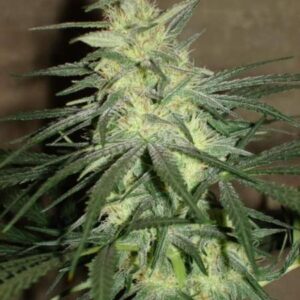 BC Mango Regulérní