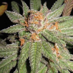 Dynamite OG Regulérní