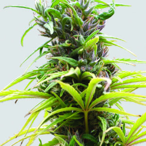 Hawaii Maui Waui Regulérní