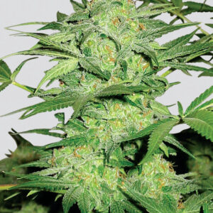 Northern Light Regulérní