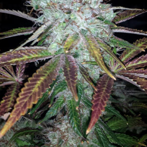 Super Lemon Jack Feminizovaná