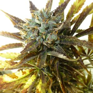 Chazy Auto Feminizovaná