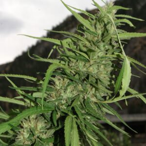Cookie G13 Super Auto Feminizovaná