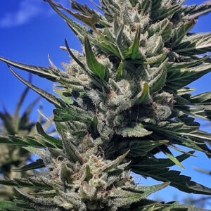 Haze Tao Auto Regulérní