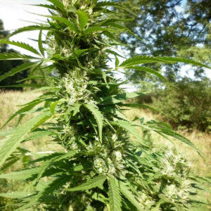 Micron Tao Auto Regulérní