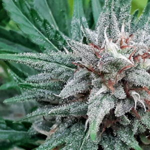 Sativa Samadhi Regulérní